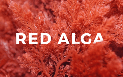 RED ALGA – THE SUPER SUPPLEMENT!