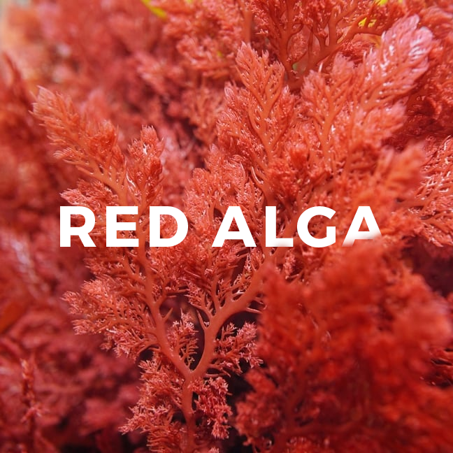 RED ALGA – THE SUPER SUPPLEMENT!