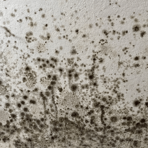 MOULD TOXICITY – SILENT AND LETHAL